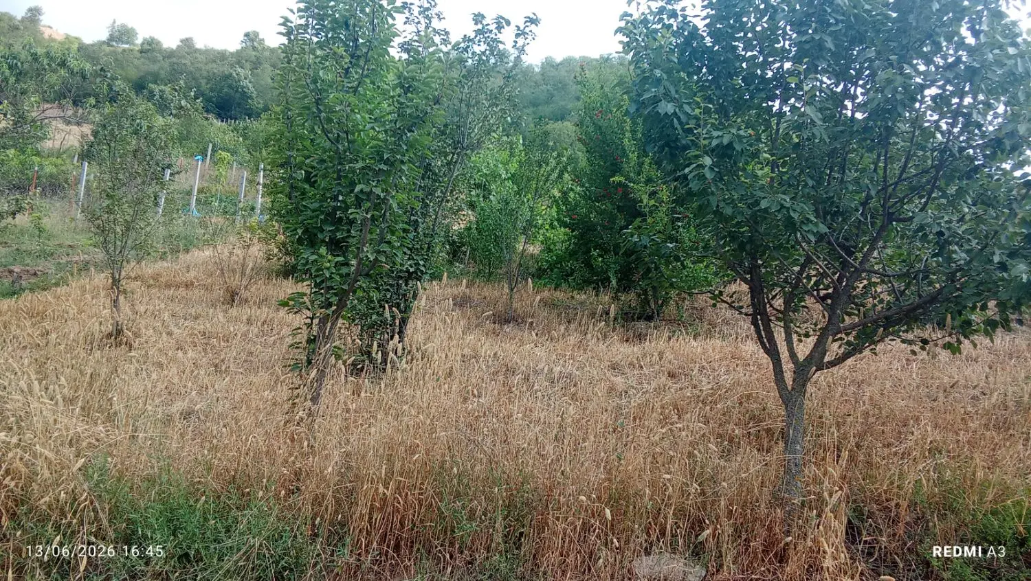 فروش فوری زمین ۱۰۰متری روستای زیبای قورچای