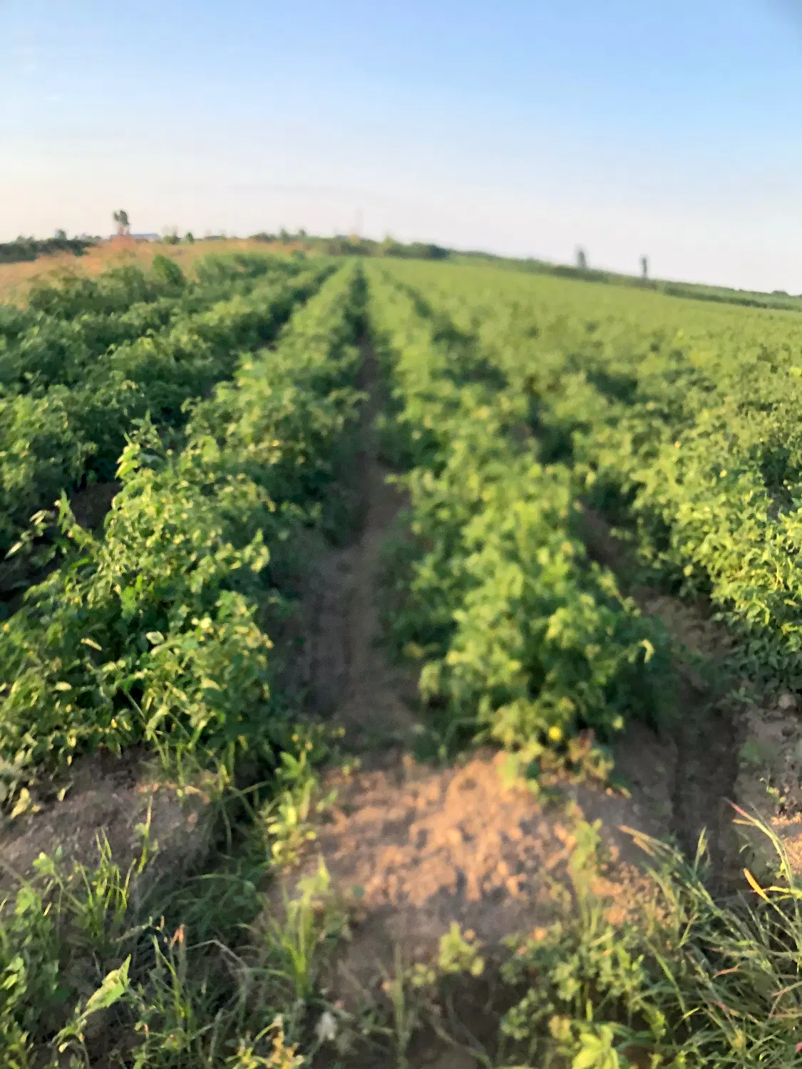 اجاره زمین گوجه برای سیر