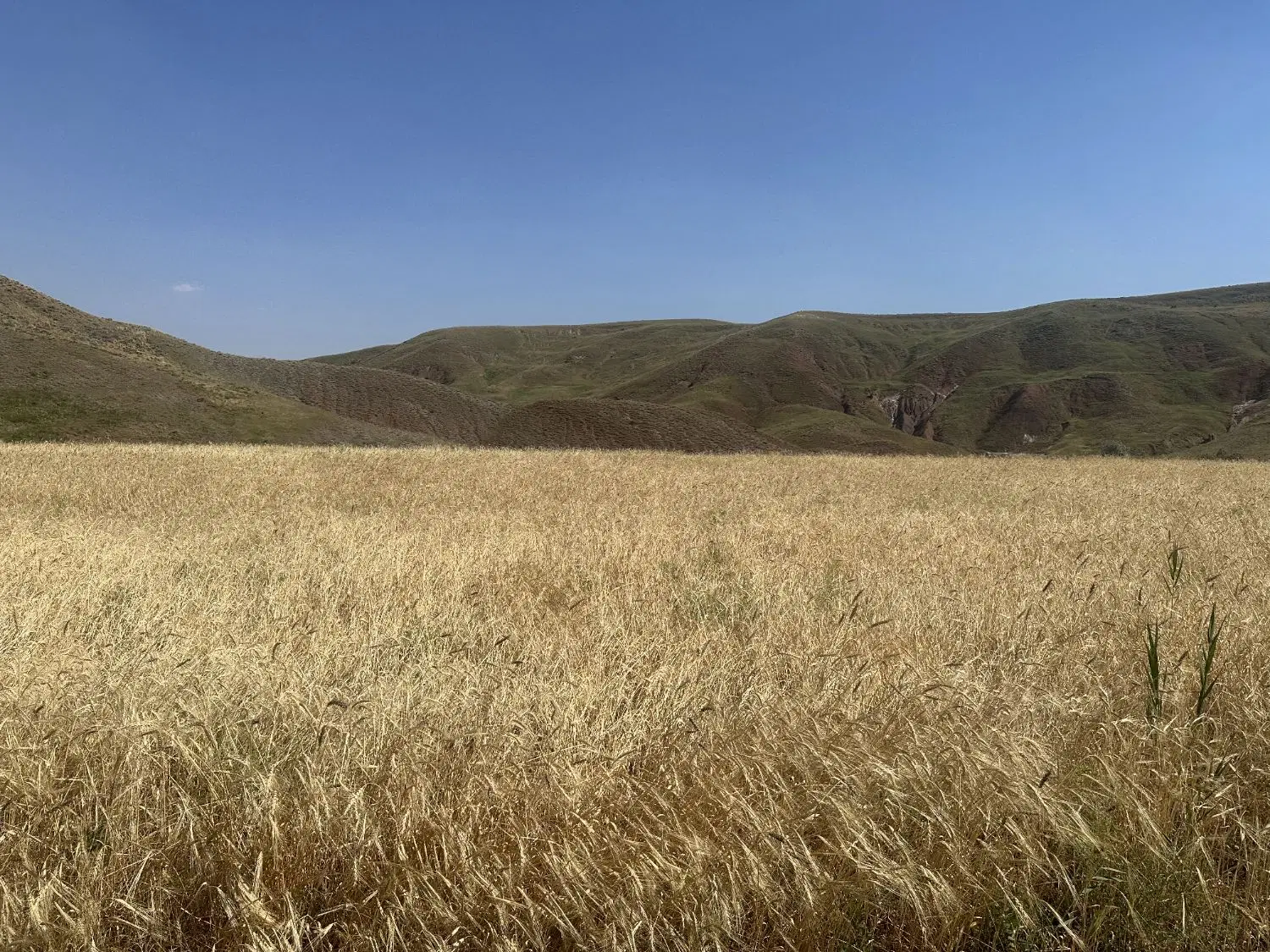 فروش زمین در سیوان مرند