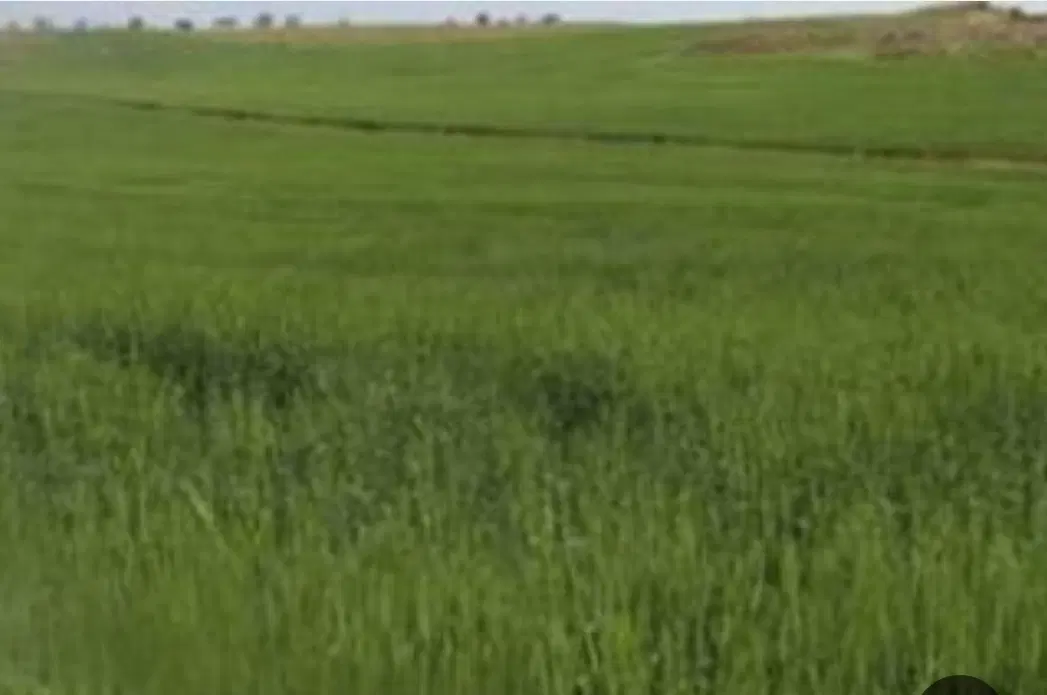 زمین کشاورزی رامشیر ۵هکتار
