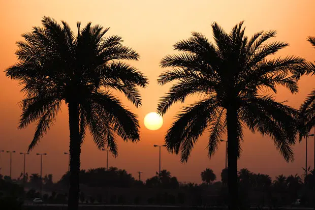10000 متر نخلستان