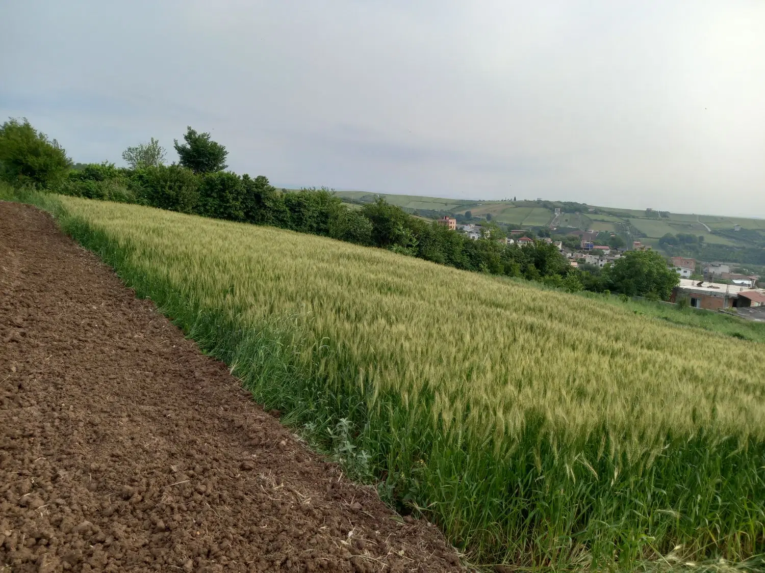 فروش زمین در روستای زیبای قلعه سر