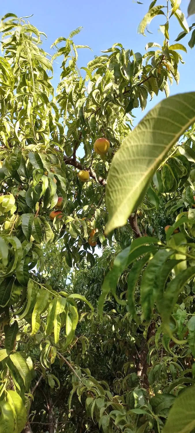 باغ ۳ هزار متری