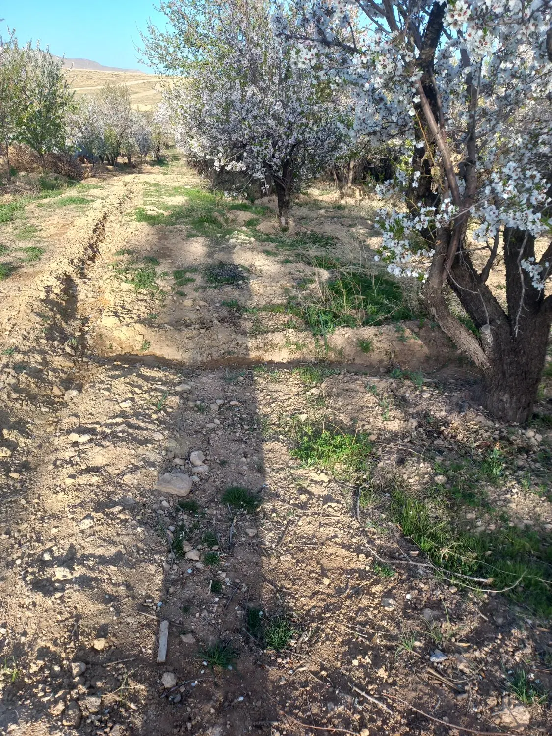 زمین اتاکله