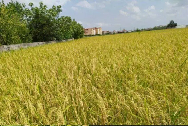 شالیزار سرسبز و حاصلخیز