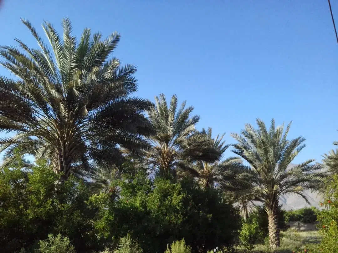 فروش باغ در آباد شاپور خفر
