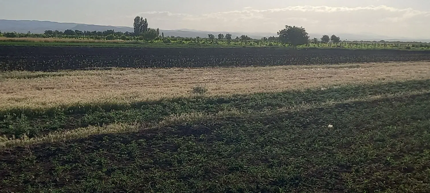 زمین کشاورزی