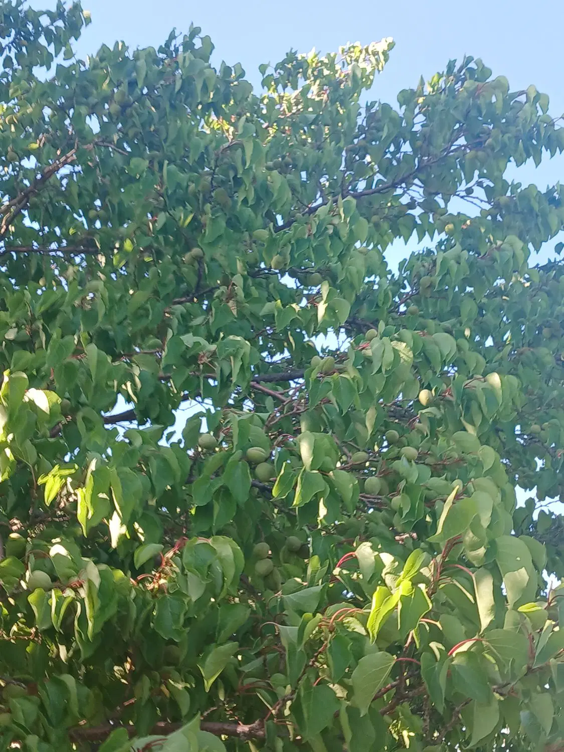 باغ میوه