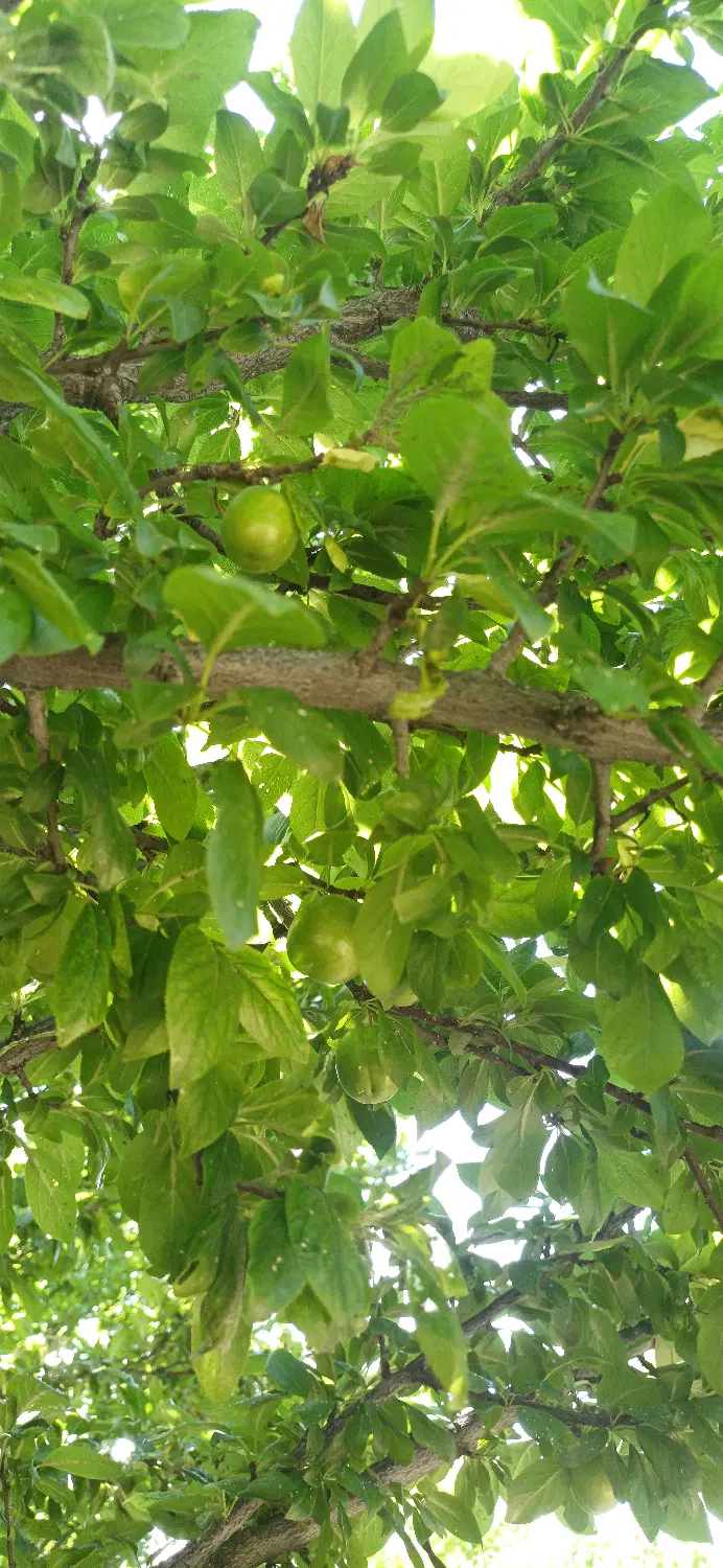 فروش باغ زیبا