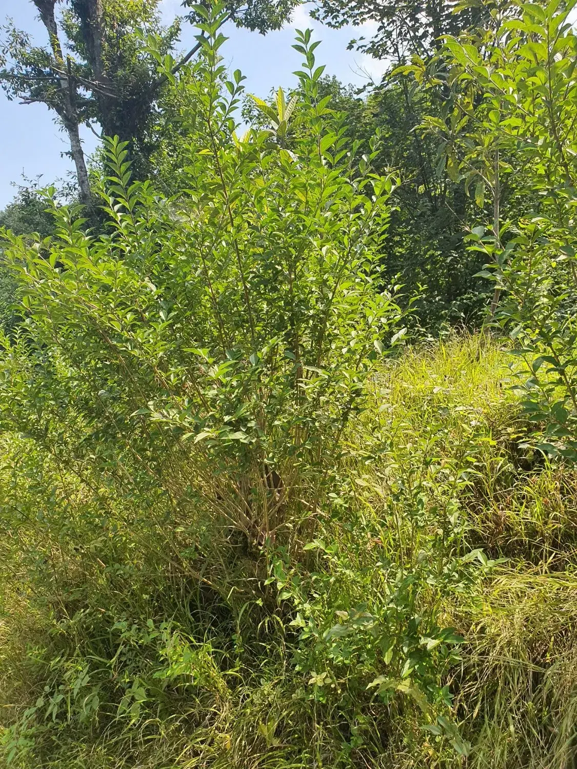 ۲۸۰ متر زمین با بر ۱۱ متر شیریج محله