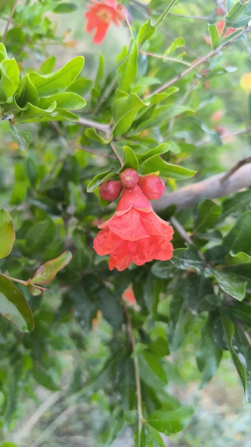 باغ میوه