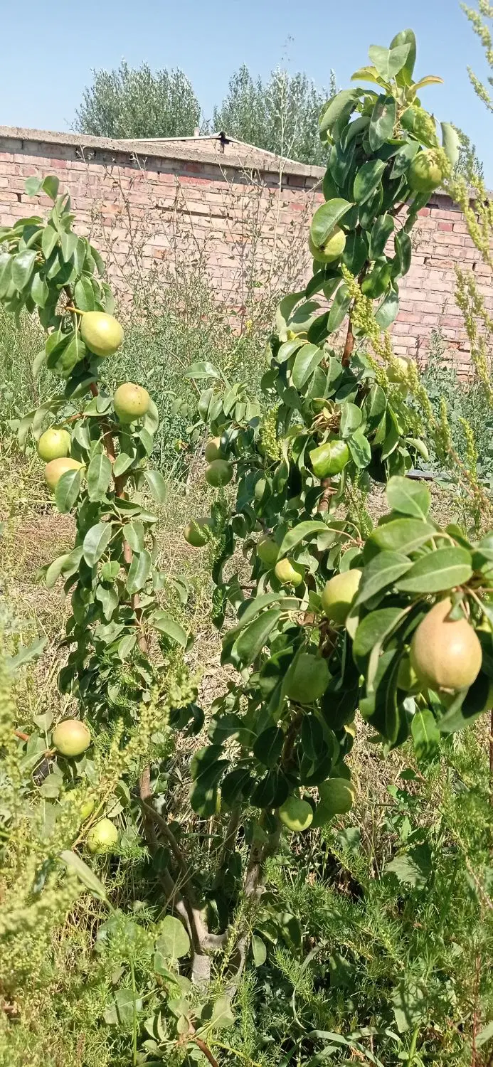 باغ باغچه