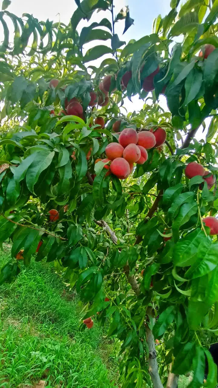 معاوضه باغ با خانه یا ماشین