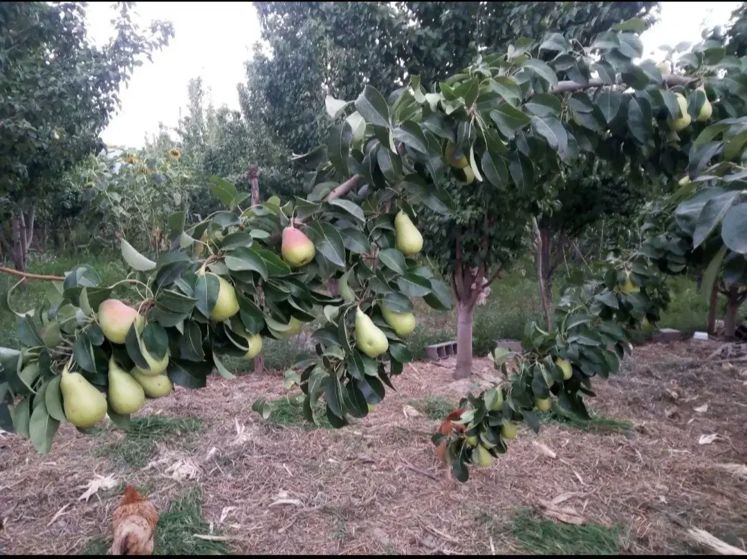 خانه ، خانه باغ