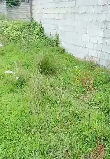۳۸۵ زمین بامجوزساخت
