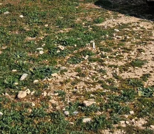 زمین مسکونی ۲۲۰ متری درب حیاط قلات تفکیکی رنجبر