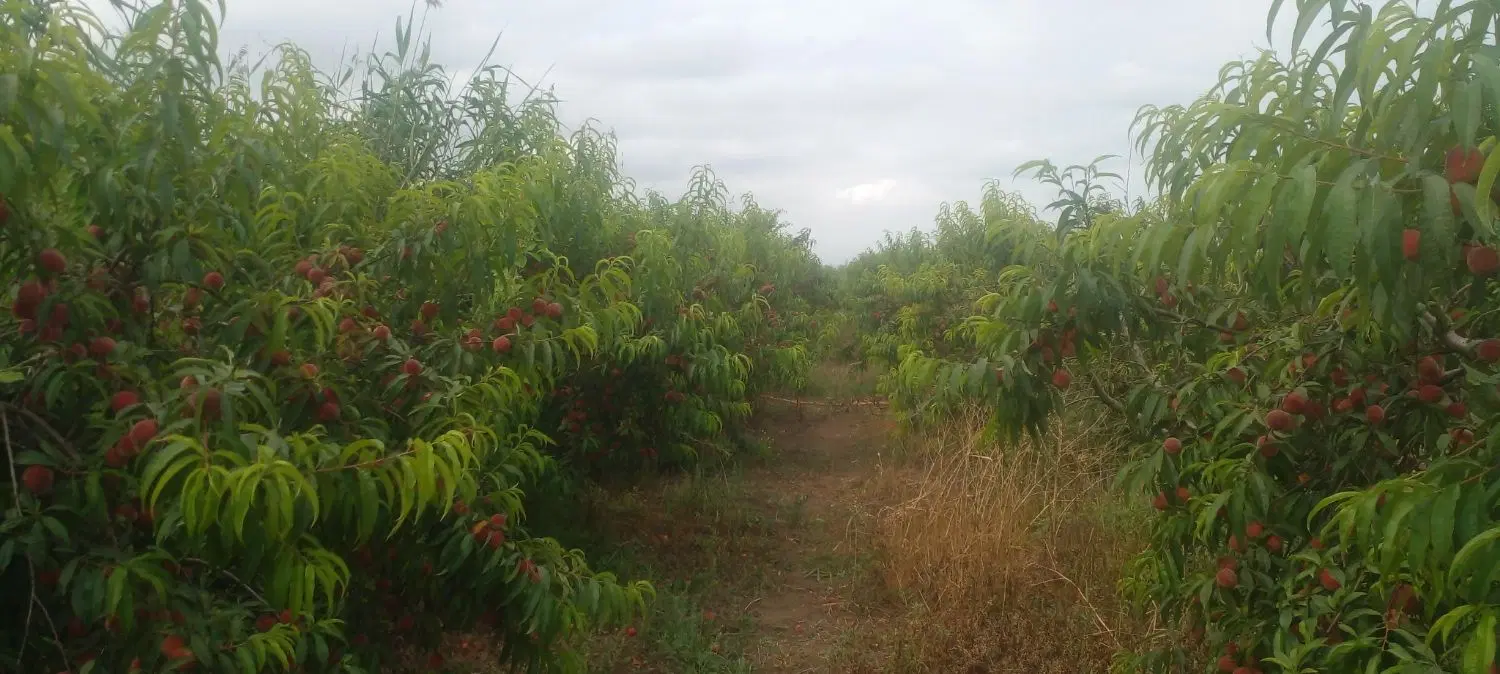 ۱۱۱۶ متر باغ هلو واقع در جاده دریا روستای سوته