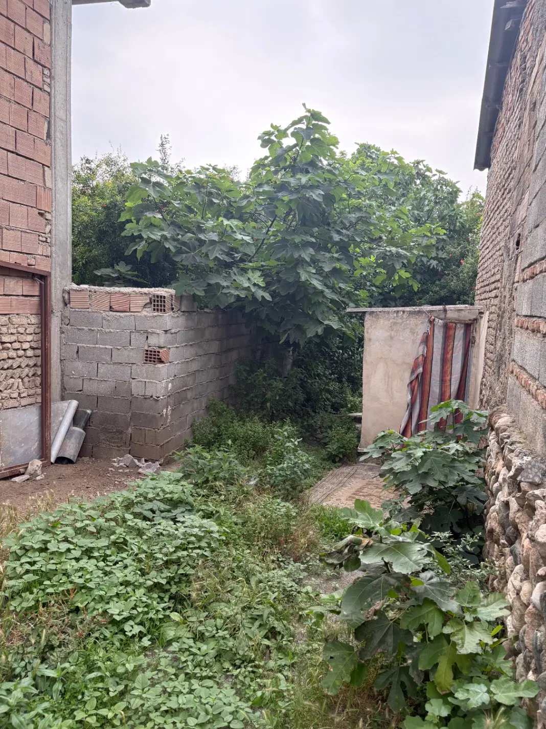 ملک کلنگی