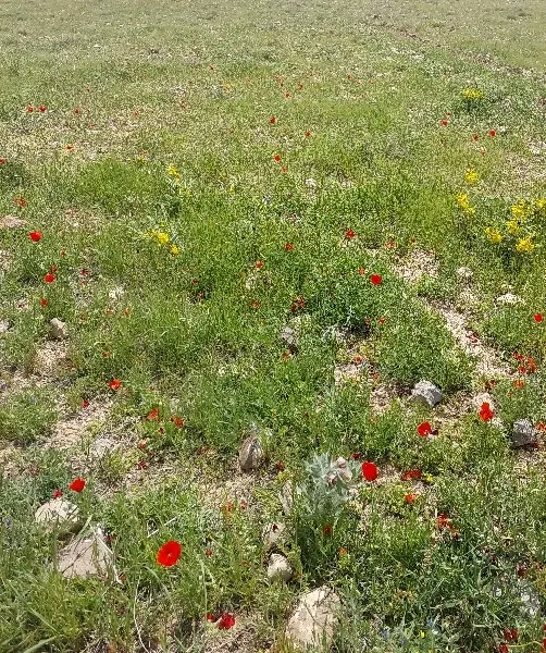 ۱۵۰متر قطعه زمین شاهگلی شادباد مشایخ