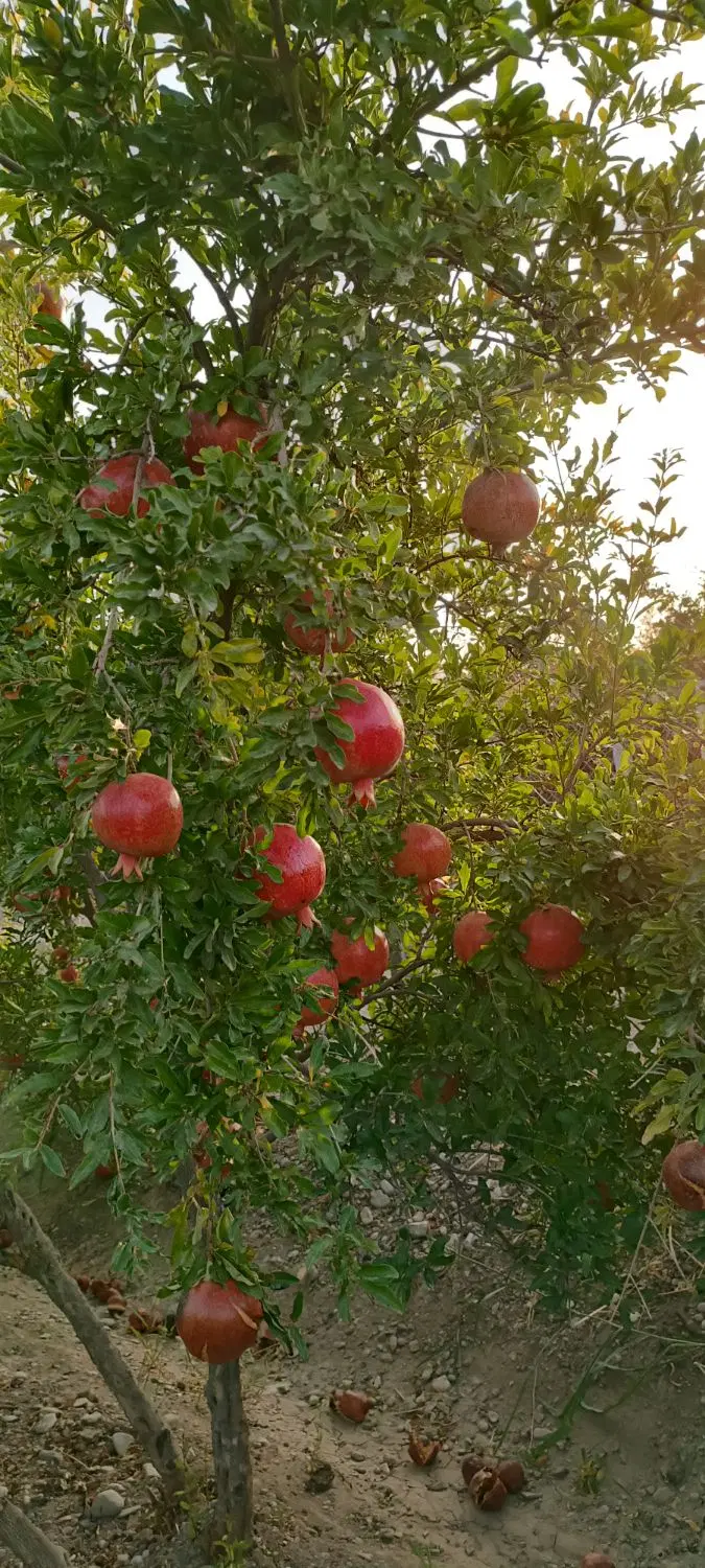 فروش باغ و باغچه اناری در ساوه