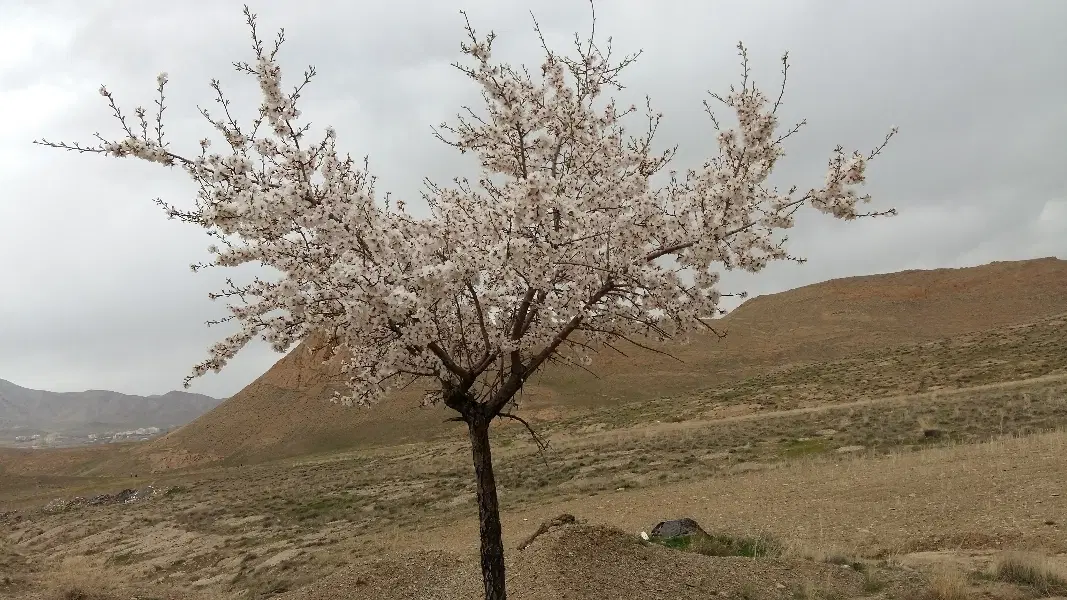 معاوضه