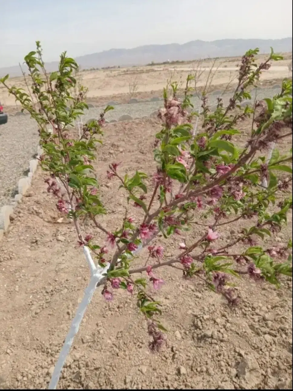 فروش باغچه ۱۰۰۰ متری سند تک برگ