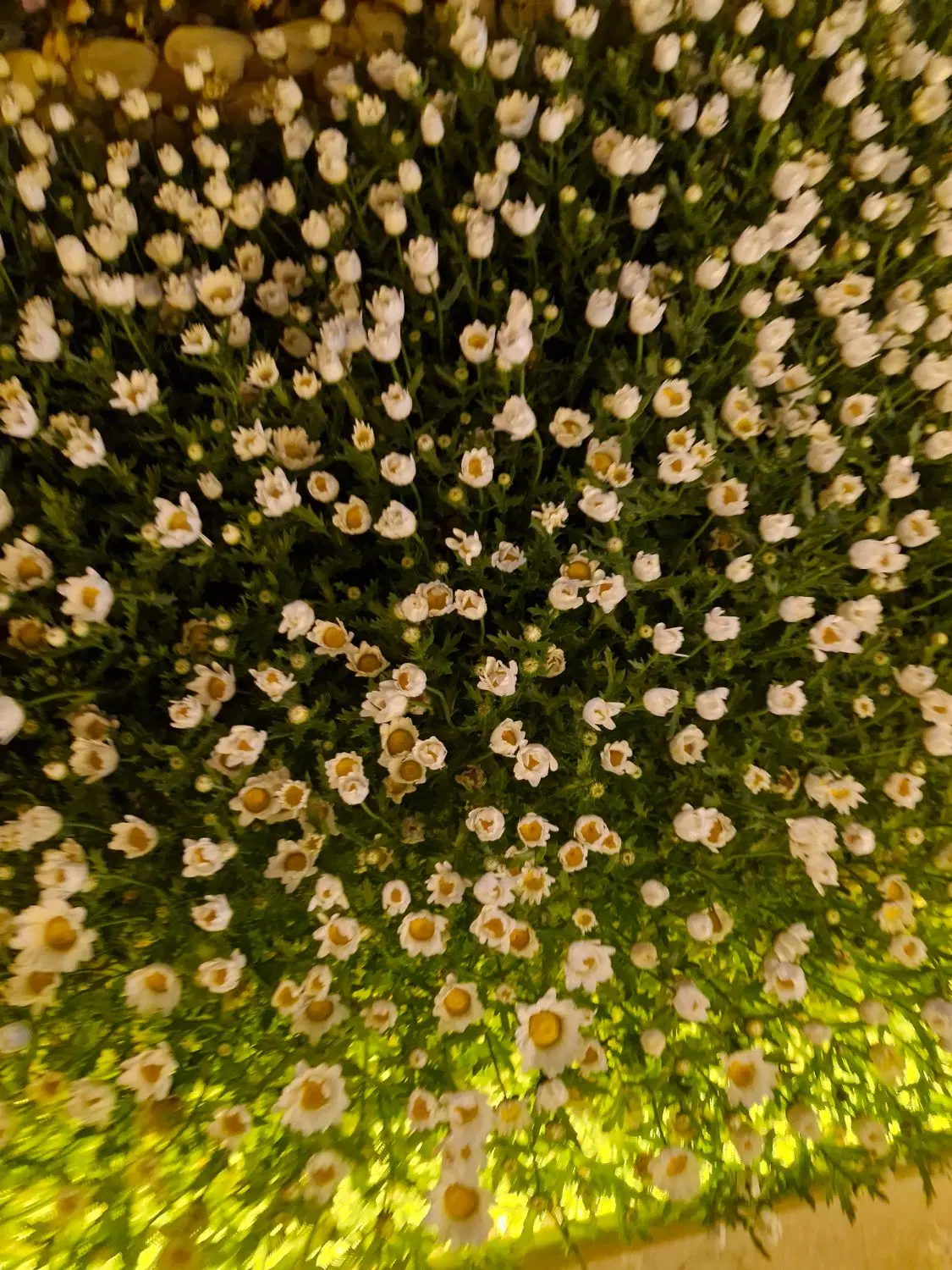 باغ ویلا نو ساز