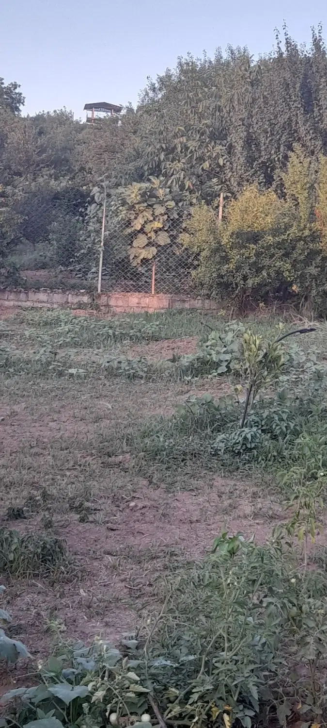 فروش باغ مرکبات در روستای وسطی کلا قائمشهر.
