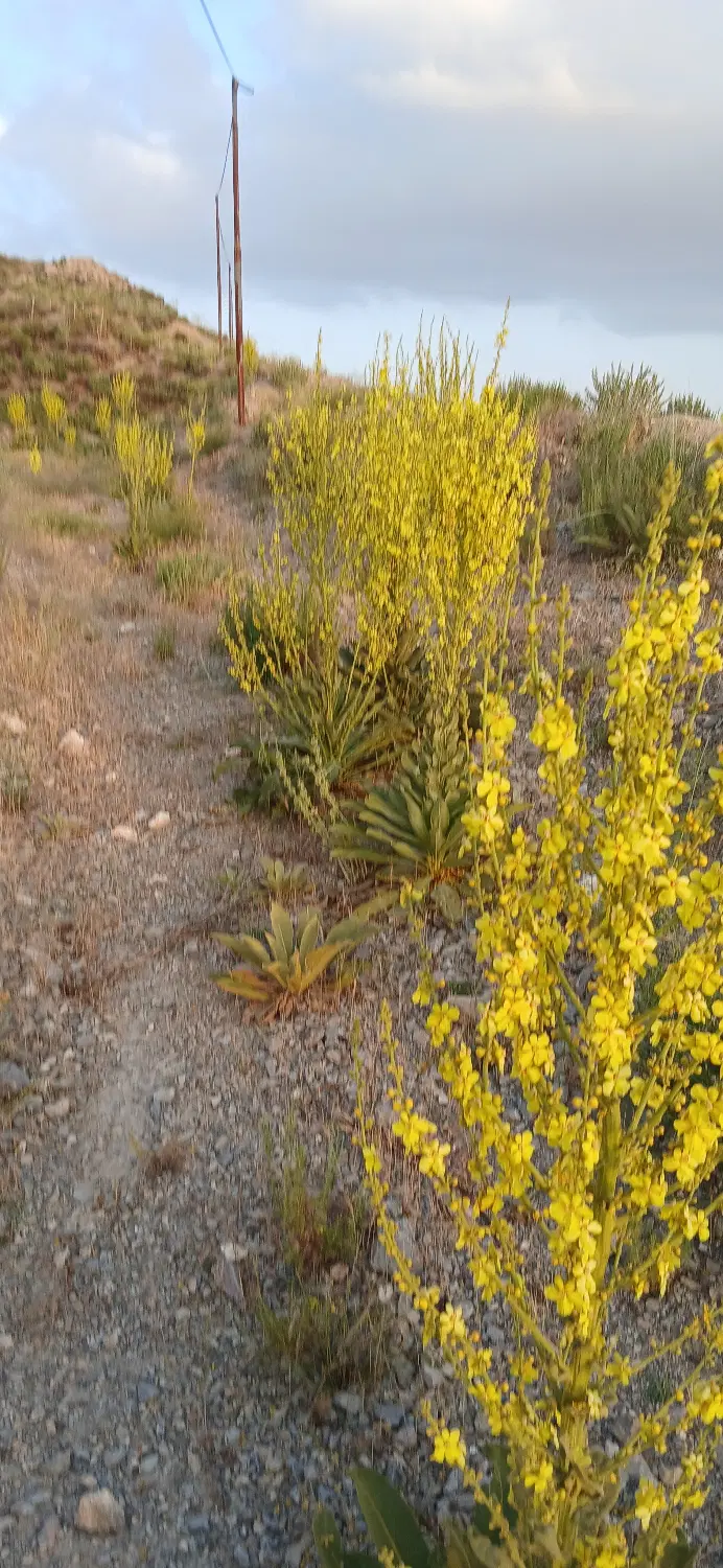 زمین مسکونی باغی