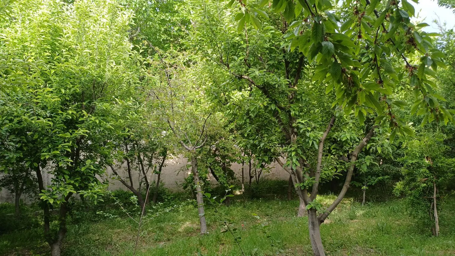 باغ متری ۱۶۰۰۰۰۰۰