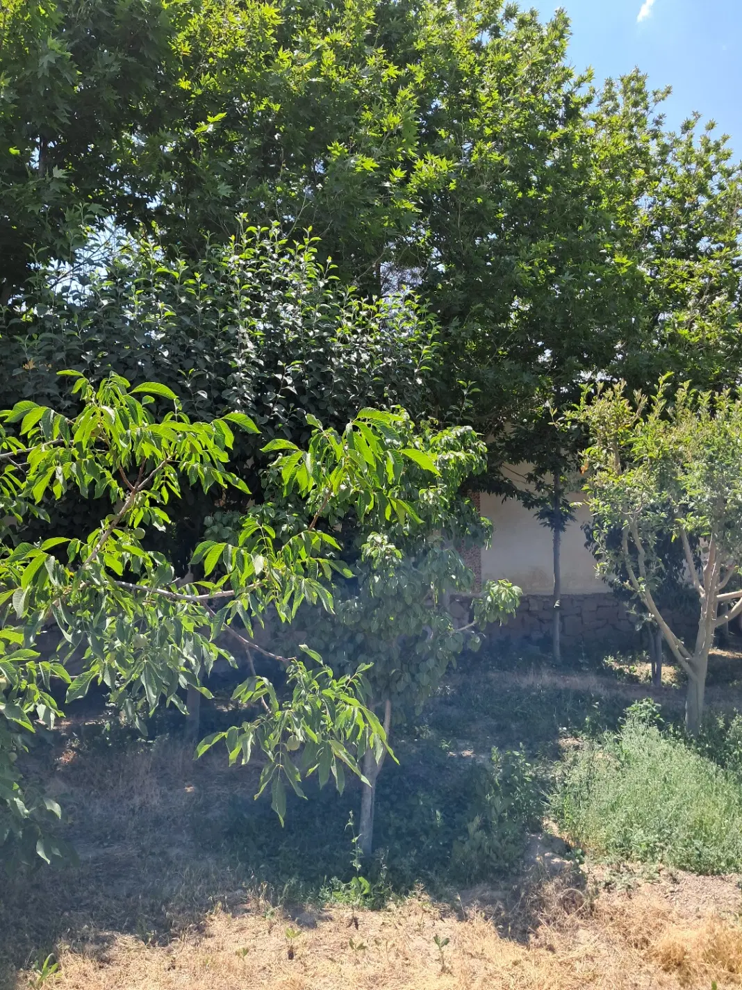 باغ ویلای مسکونی فول فرنیش شاندیز،گراخک