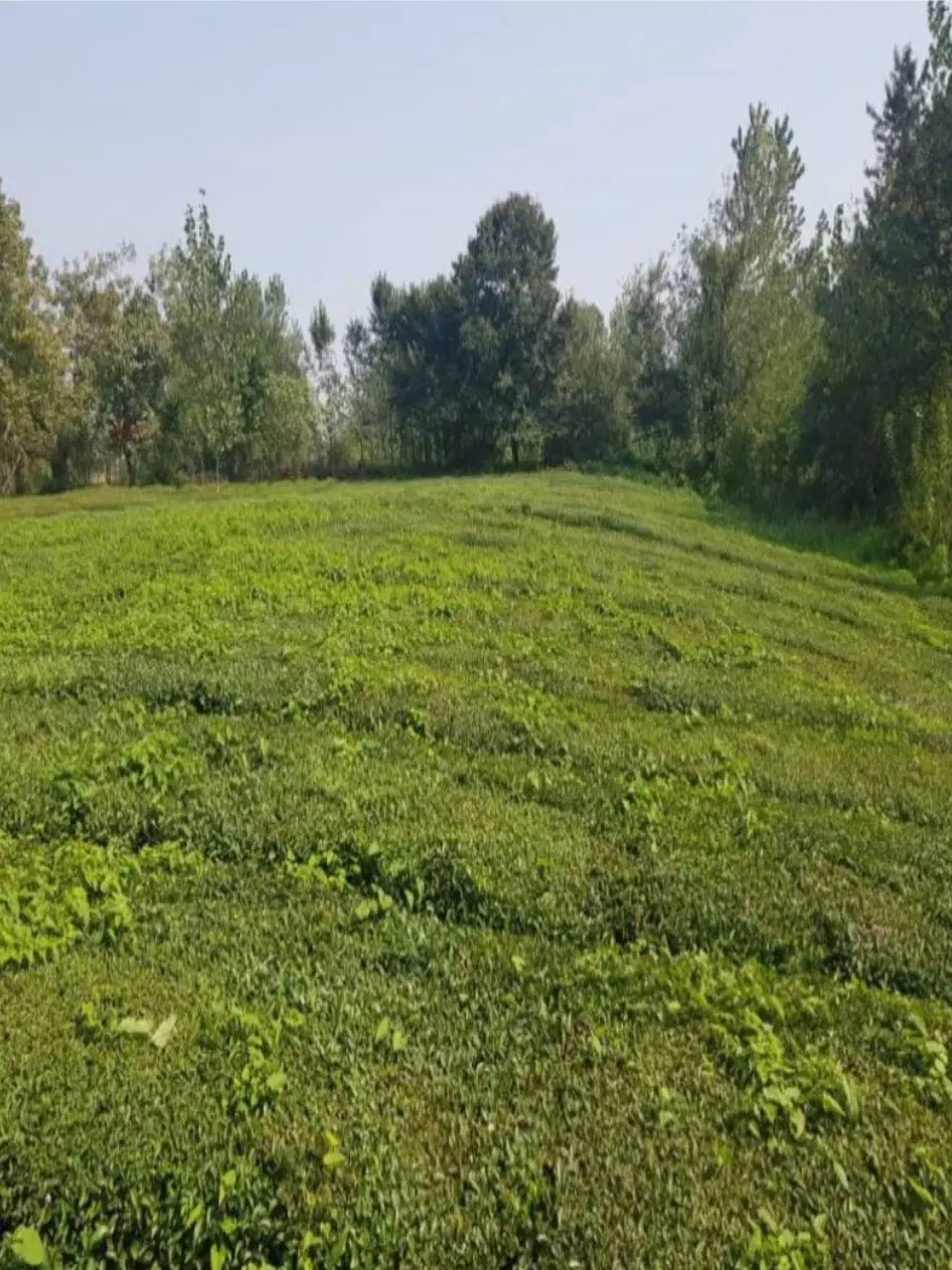 زمین در یکی از روستا های تولم شهر صومعه سرا