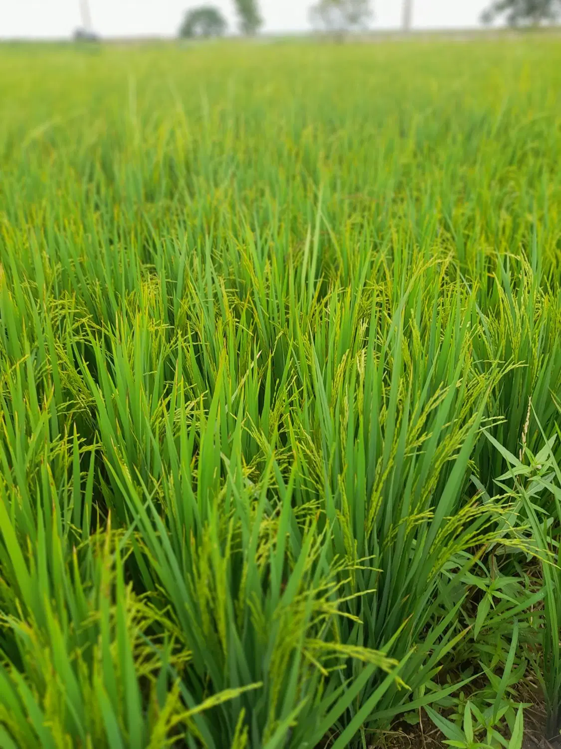 زمین اجاره کشاورزی
