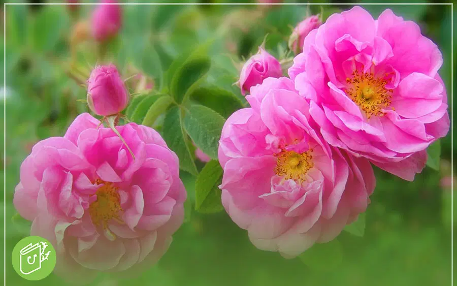 باغ ویلایی