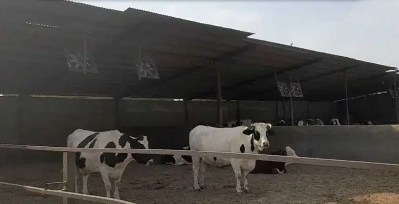 گاوداری فروشی در محیط آباد