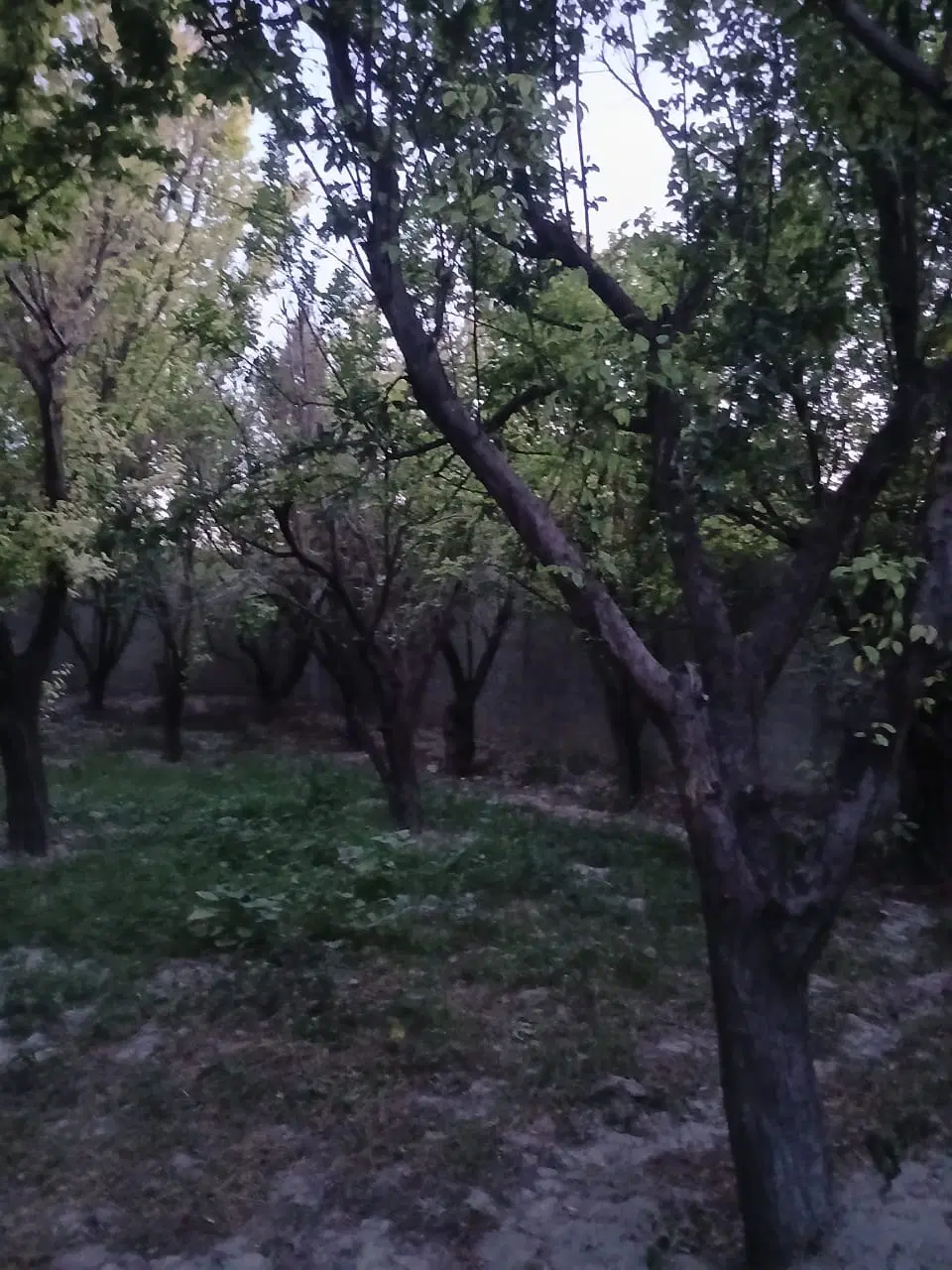 زمین مسکونی روستایی