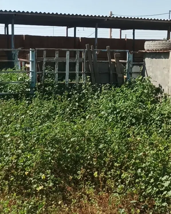 دامداری