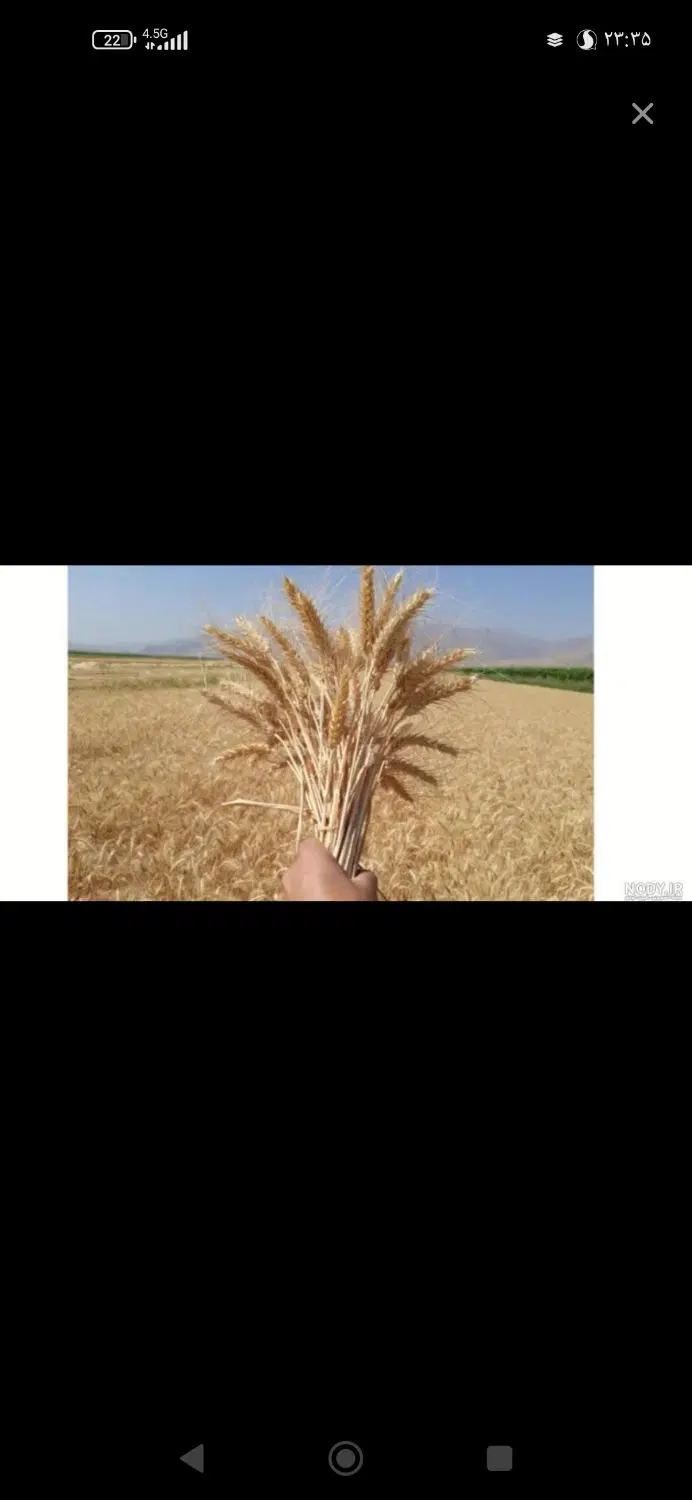 زمین کشاورزی