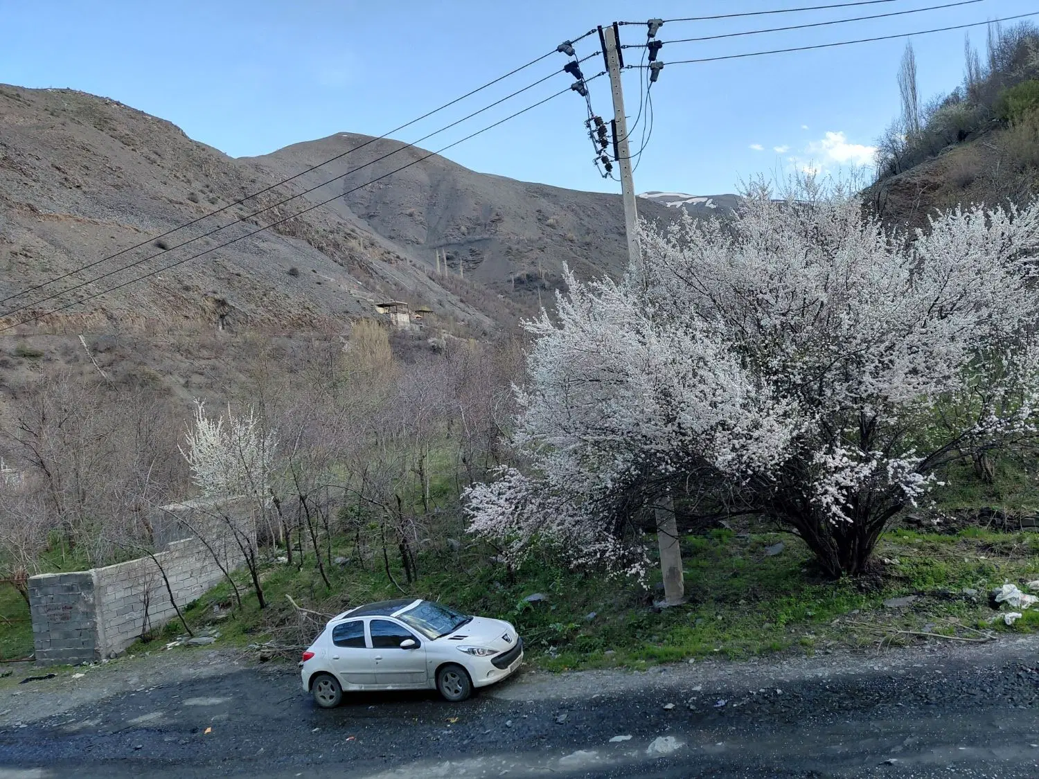 اول تروند