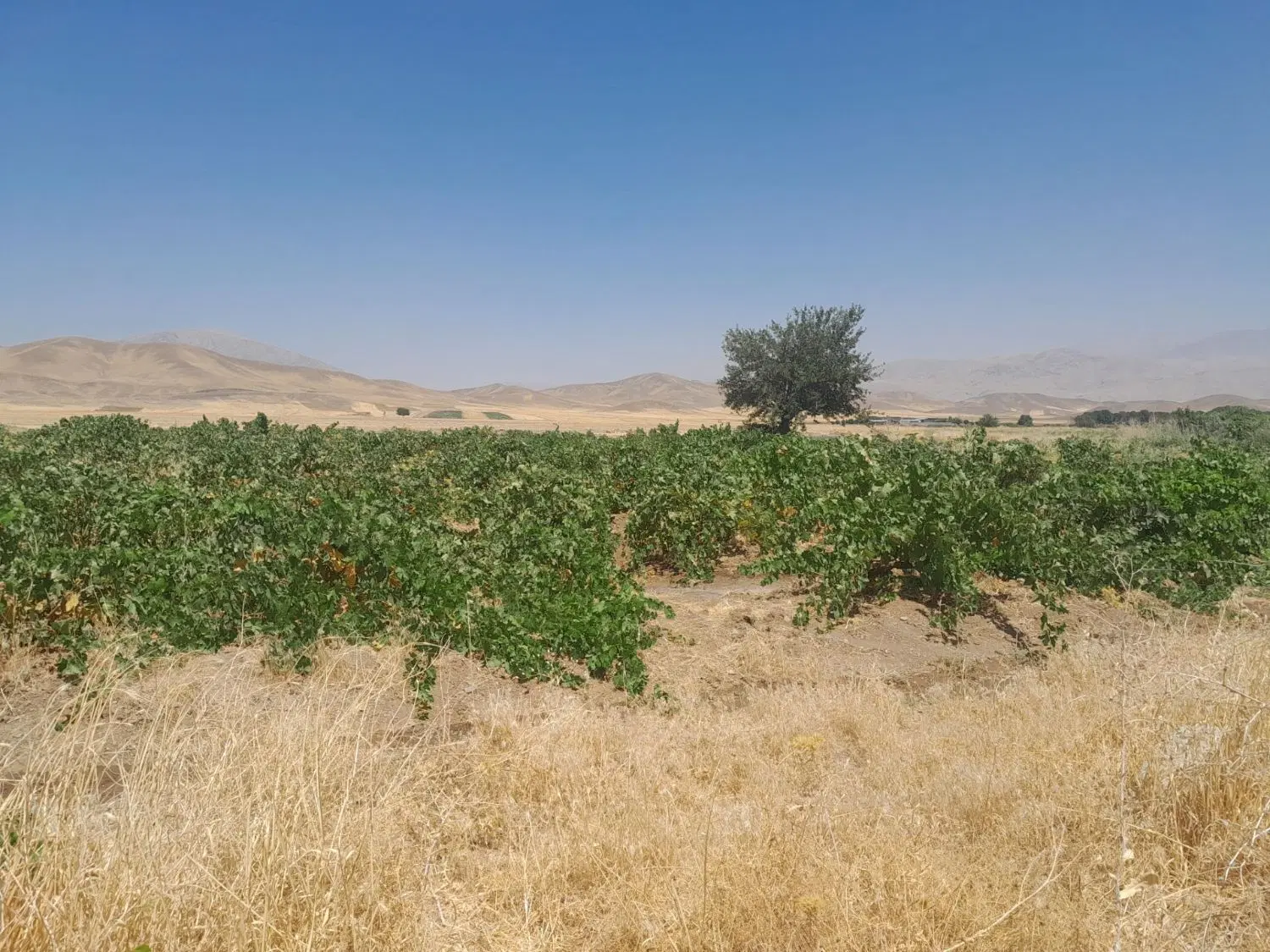 باغِ انگور