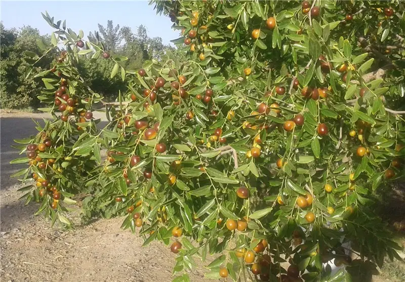 باغ فروشقی رو بهییق روی زندان