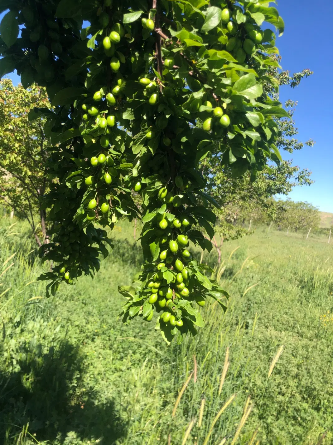 باغ ثمری سرچنار
