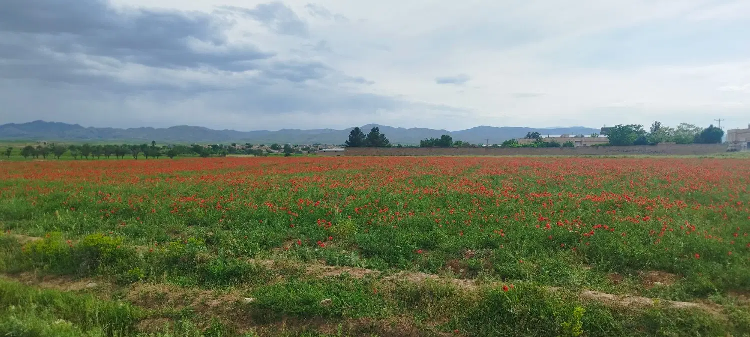 زمین رشتقون انتهای زعفرانیه