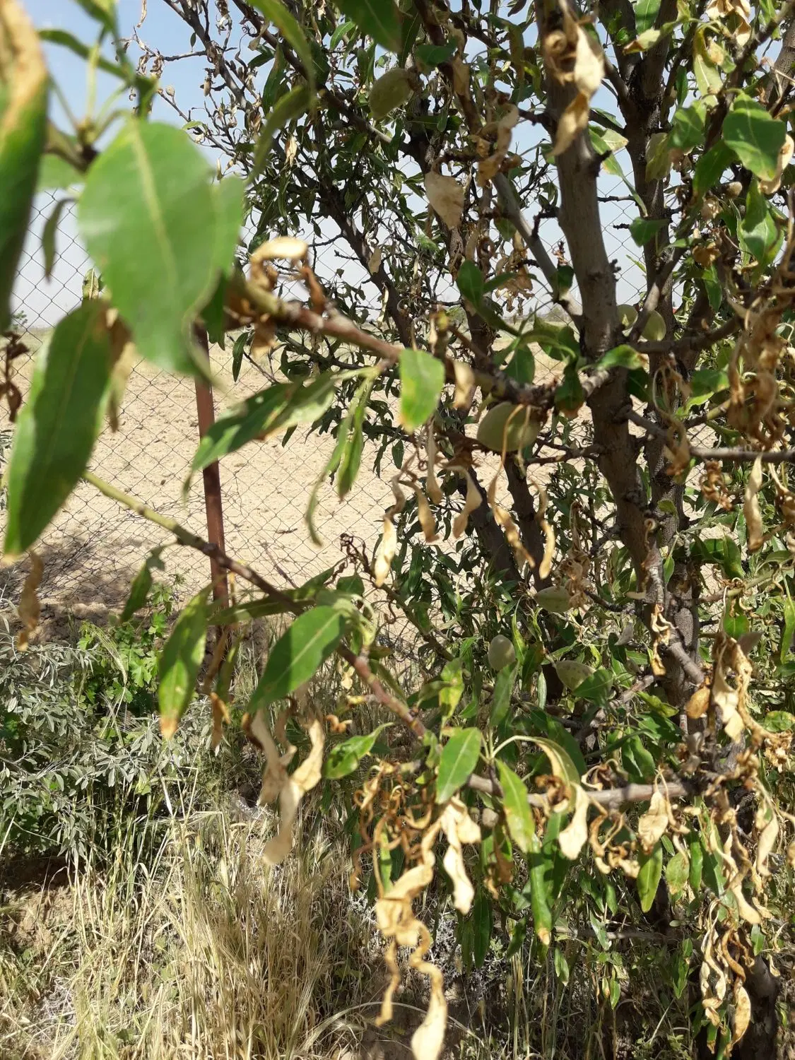 فروش باغچه ۸۰۰متری