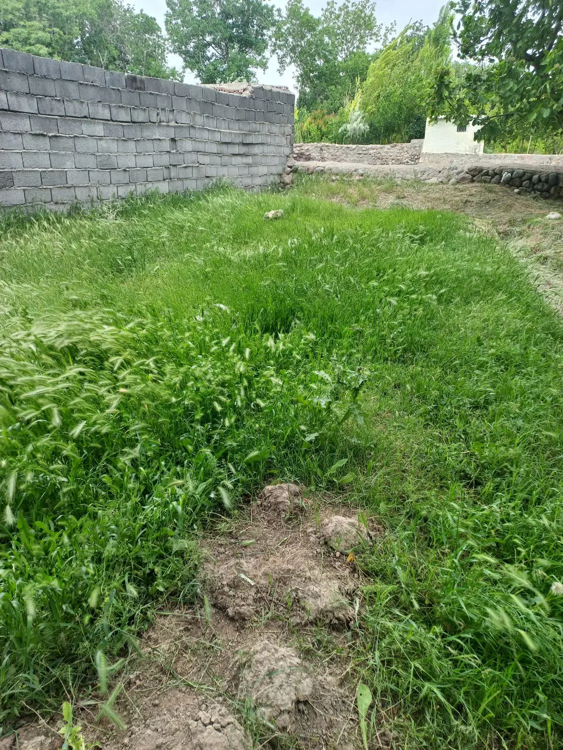باغچه نقلی در اسکو