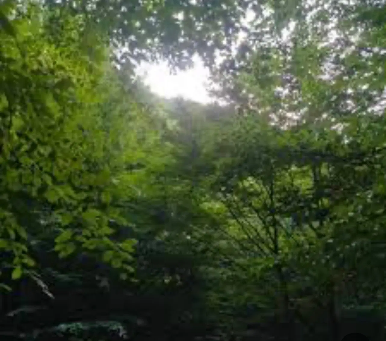 زمین زراعی در رستم آباد محله ییلاق شمام