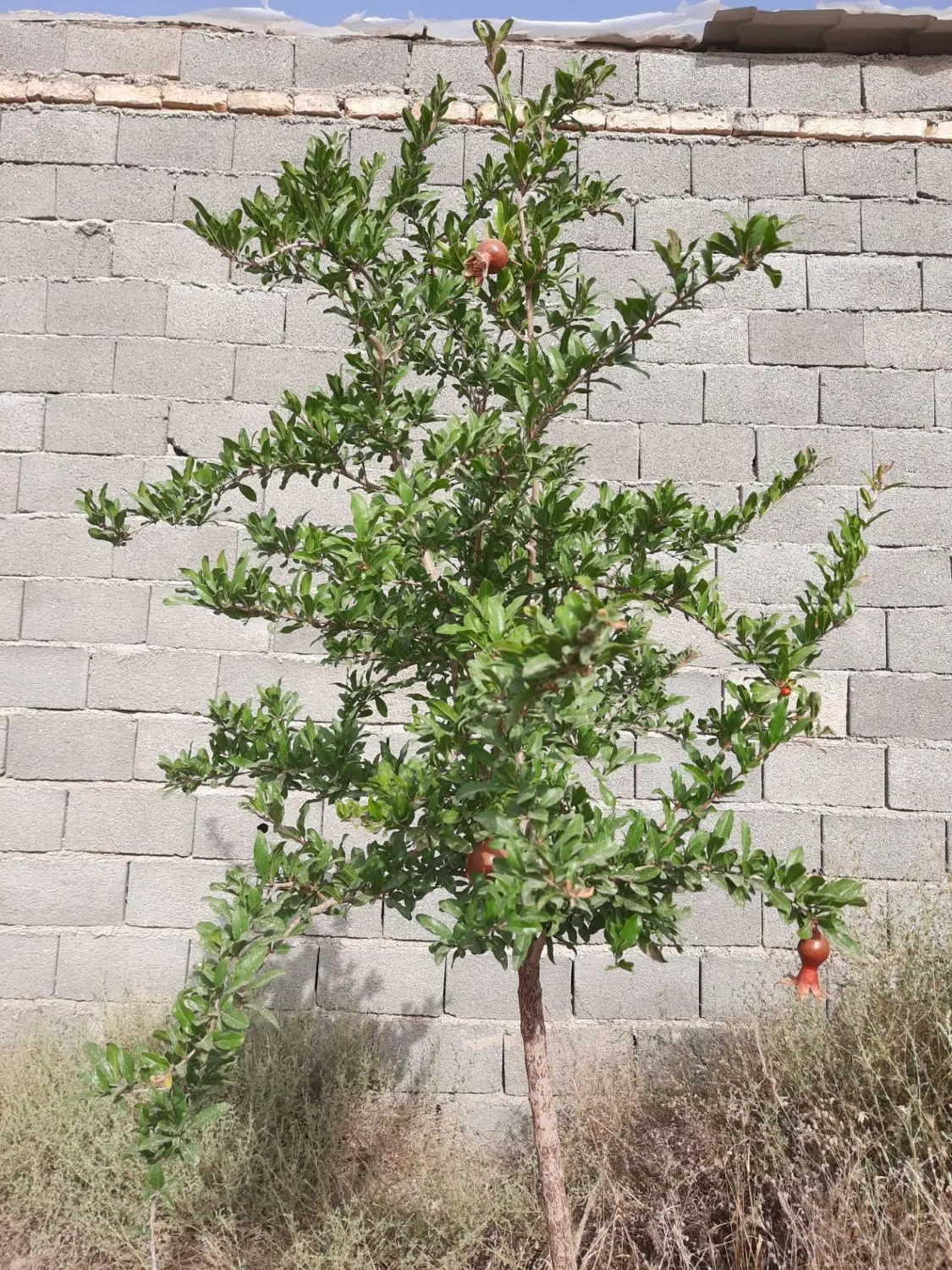 معاوضه زمین باغی با ماشین