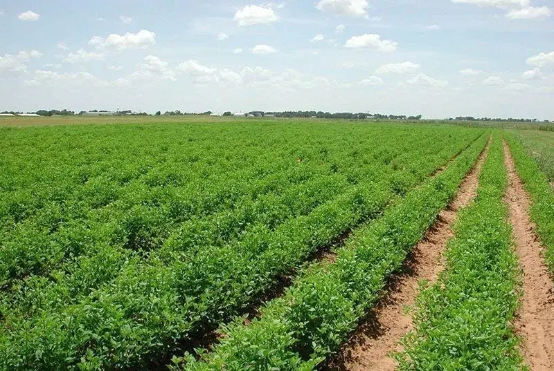 زمین کشاورزی