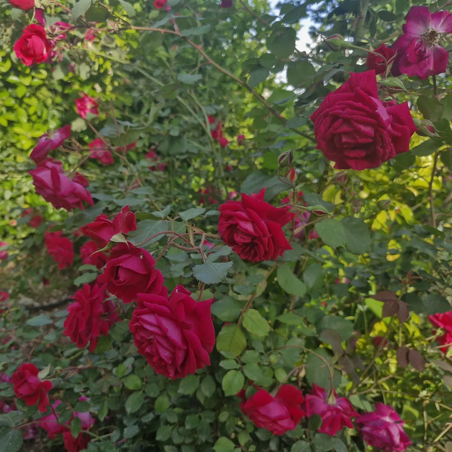 باغچه با موقعیت تجاری