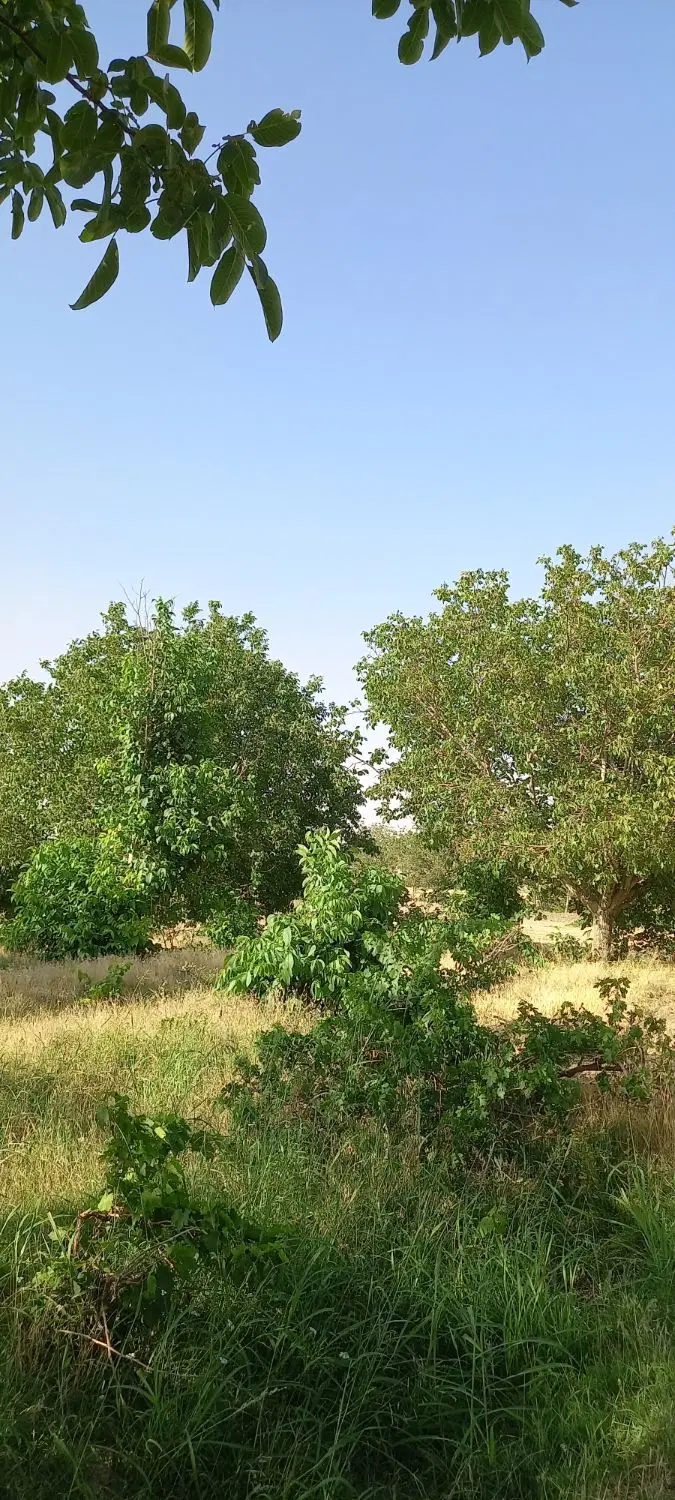 فروش باغ در روستای قره تگینی
